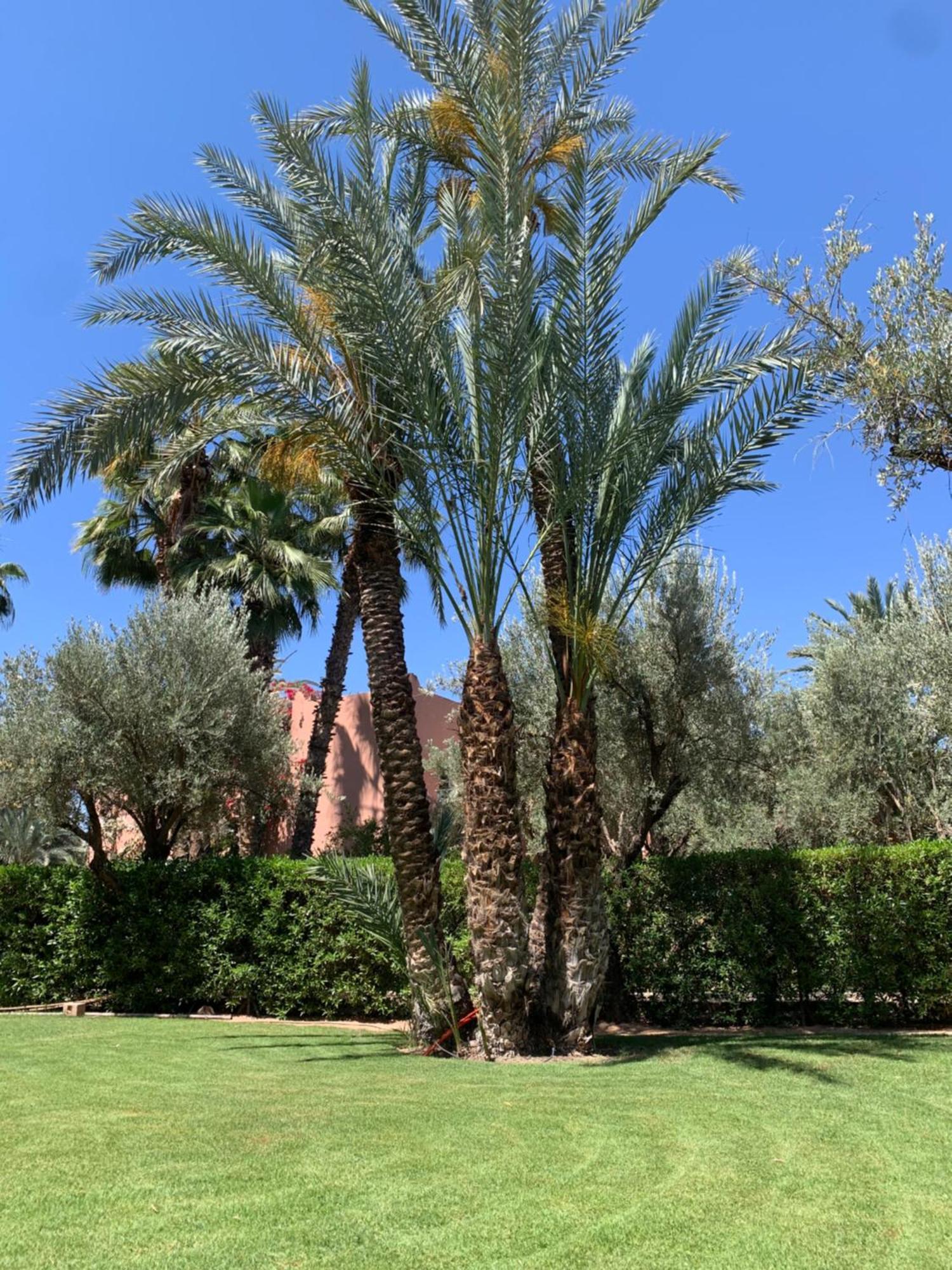 מרקש Villa Avec Piscine Privatisee A La Palmeraie מראה חיצוני תמונה
