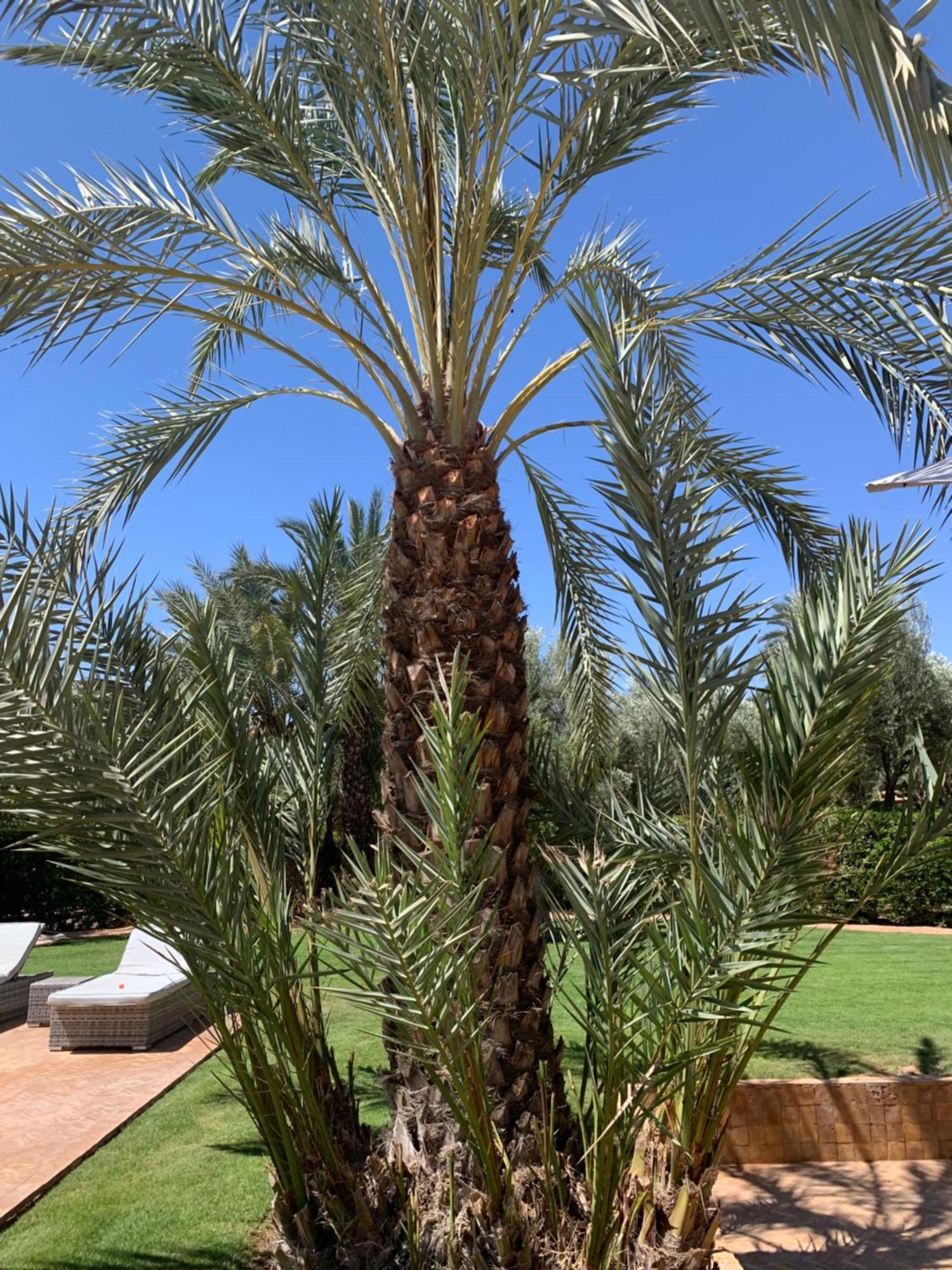 מרקש Villa Avec Piscine Privatisee A La Palmeraie מראה חיצוני תמונה